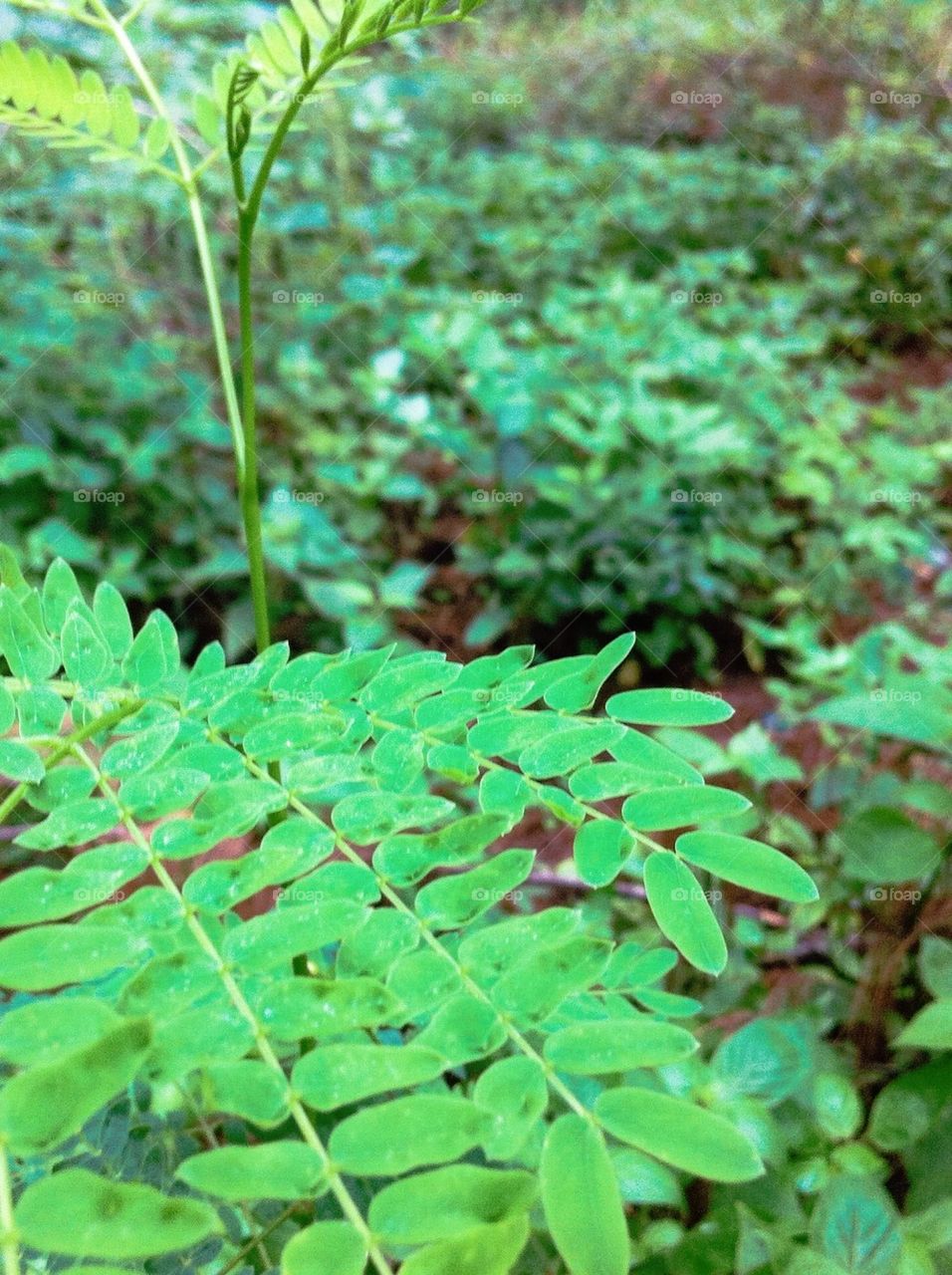 Plant leaves and green scenery