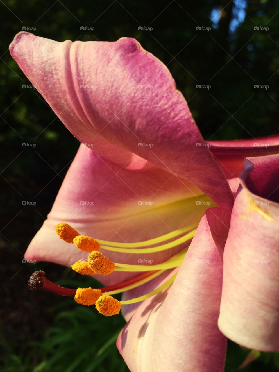 Extreme close-up pink day lily