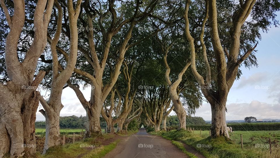 Dark hedges