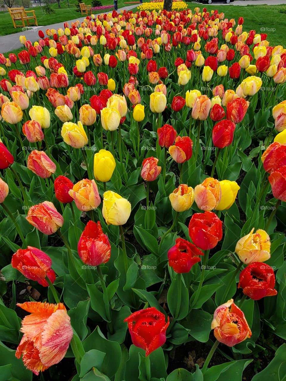 Tulip Time Holland Michigan Red and Yellow Tulips