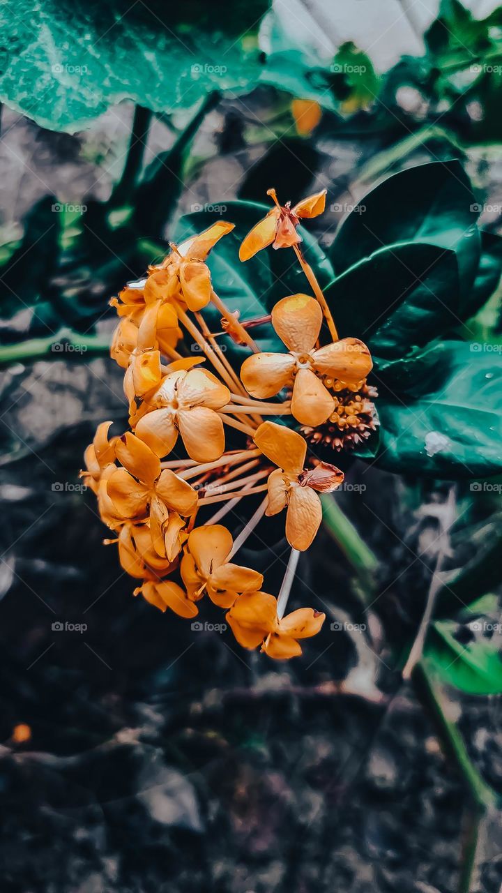 Yellow ixora plant | ixora amarela