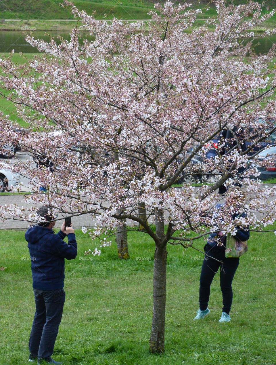 cherry blossom and people