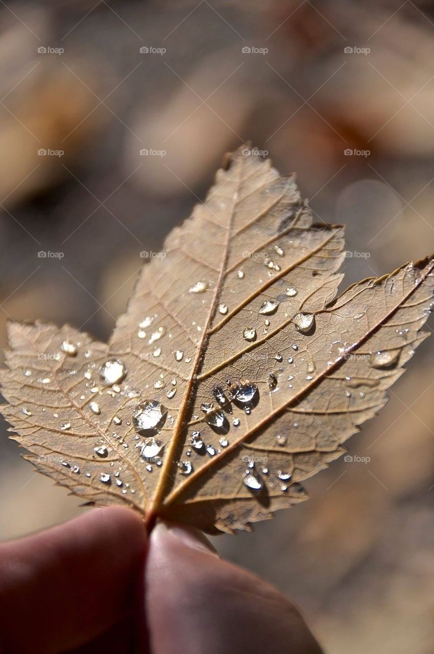 leaf