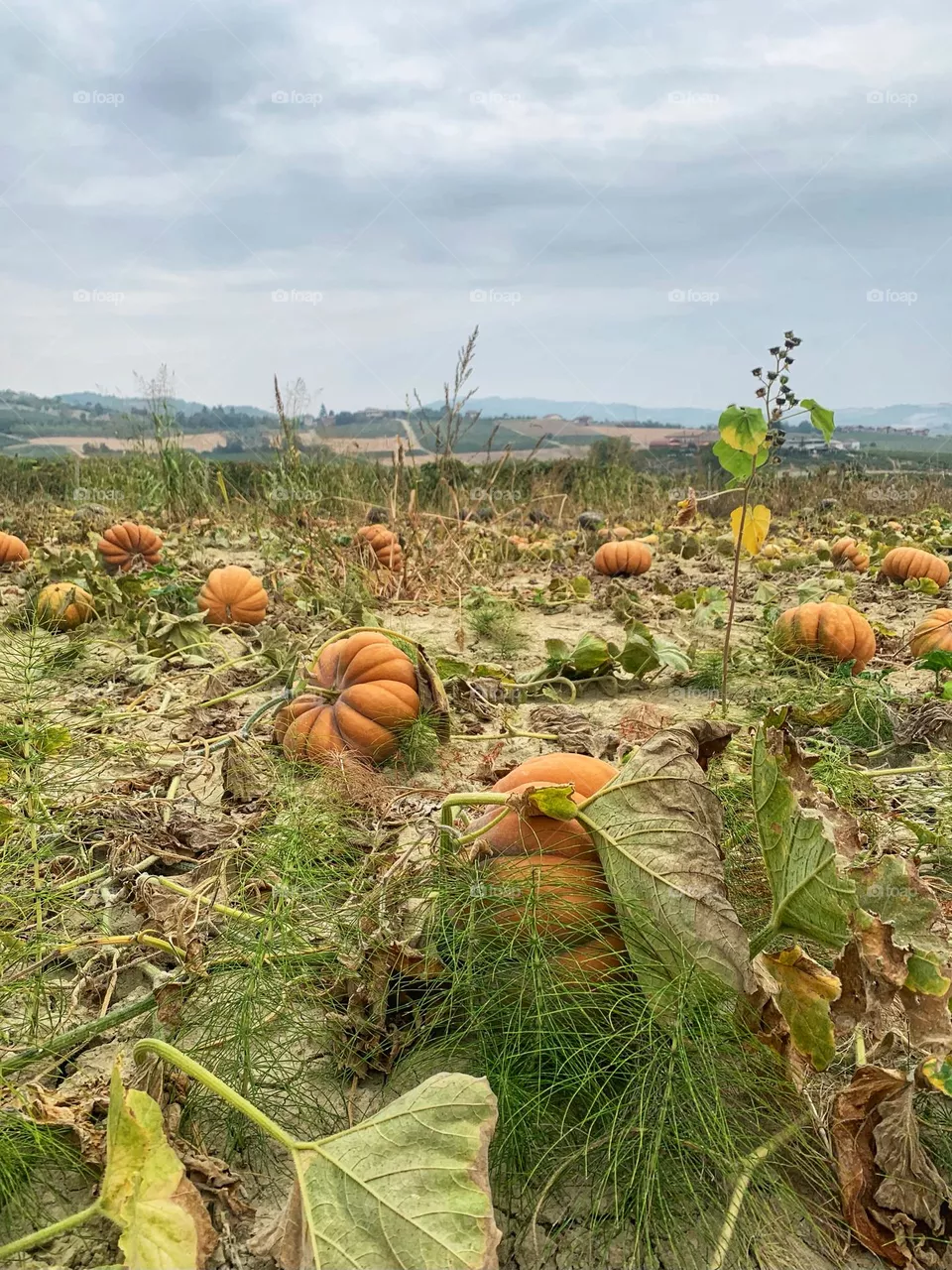 Pumpkins