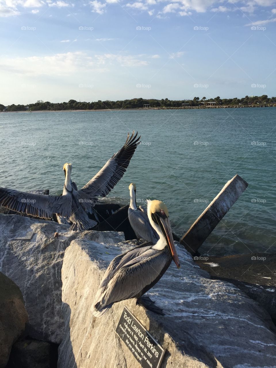 Water scene with pelicans on rocks