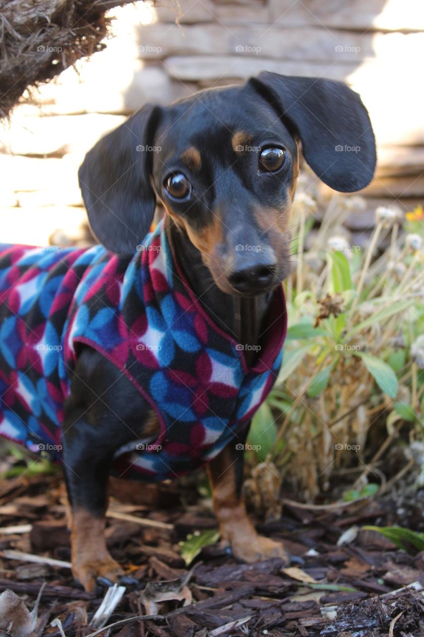 Miniature dachund Daisy 