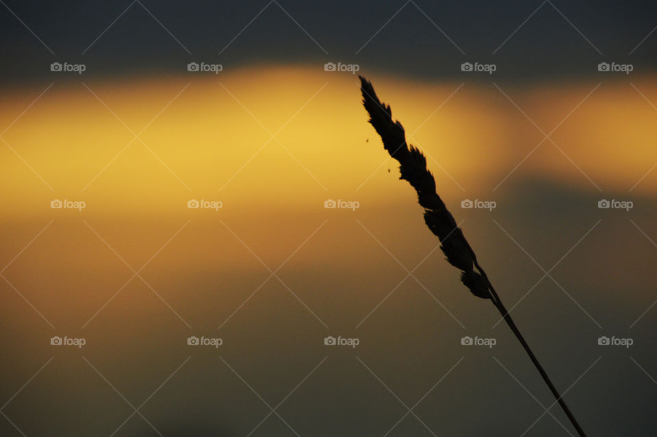 spikelet at sunset