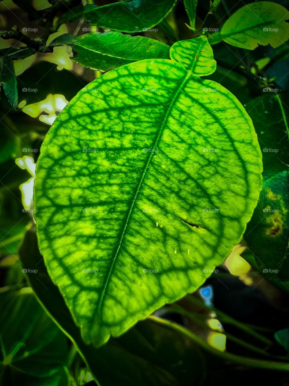 lime plant leaf Annoying Annoying strcture