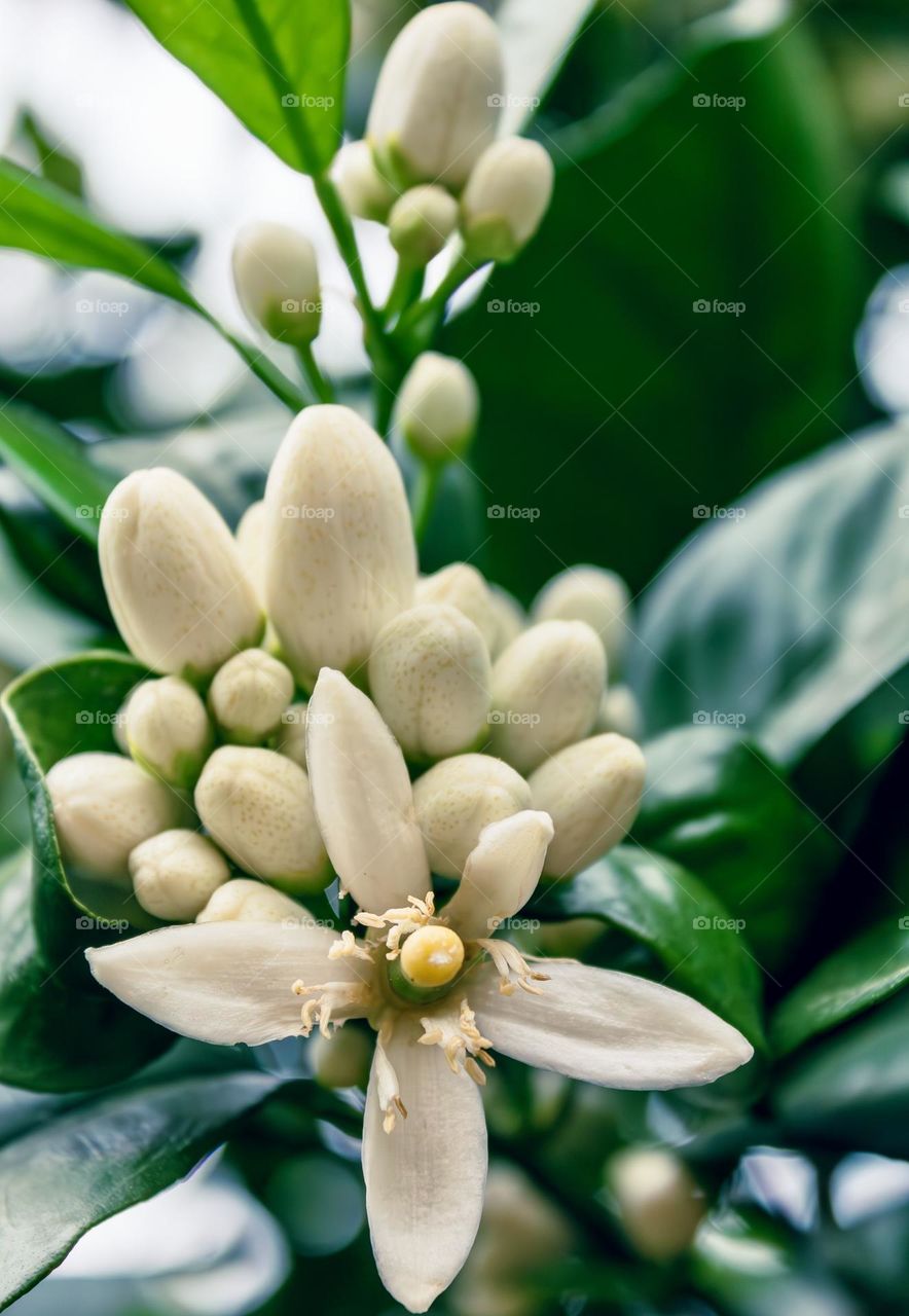 Orange blossom, flowering and in bud with green leaves