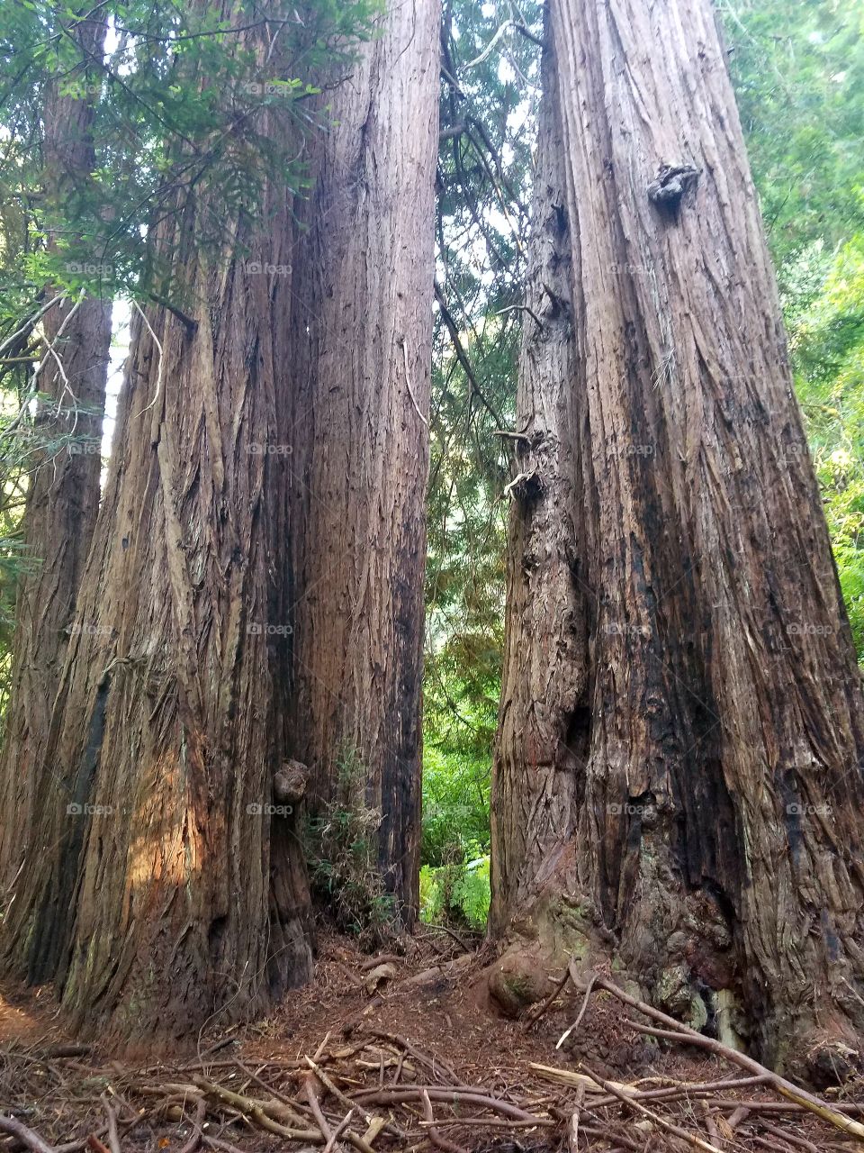 California Redwoods 2016