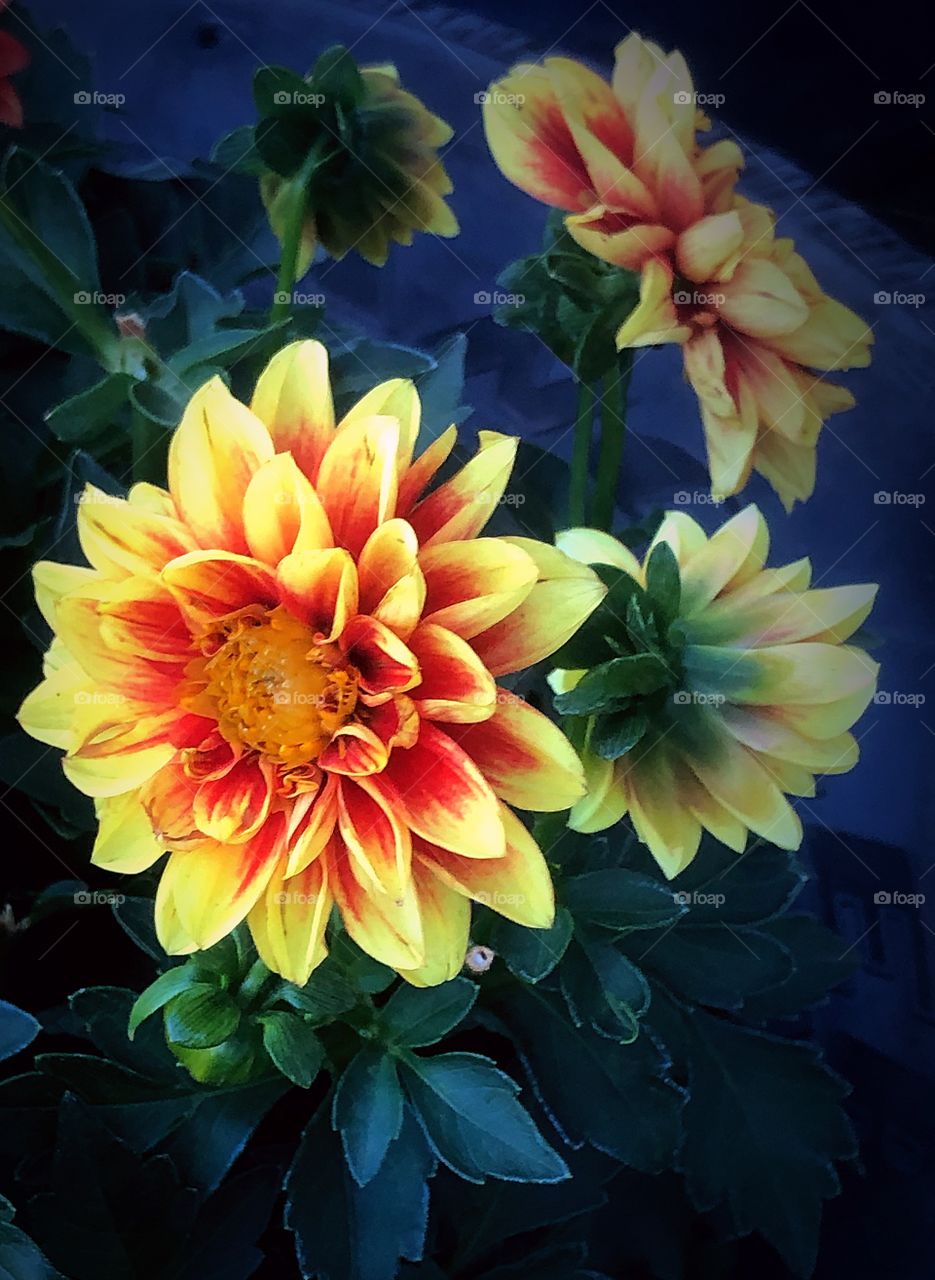 Yellow and red dahlias