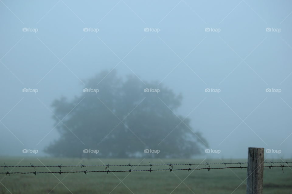 Huge oak tree behind barbed wire fence on foggy morning