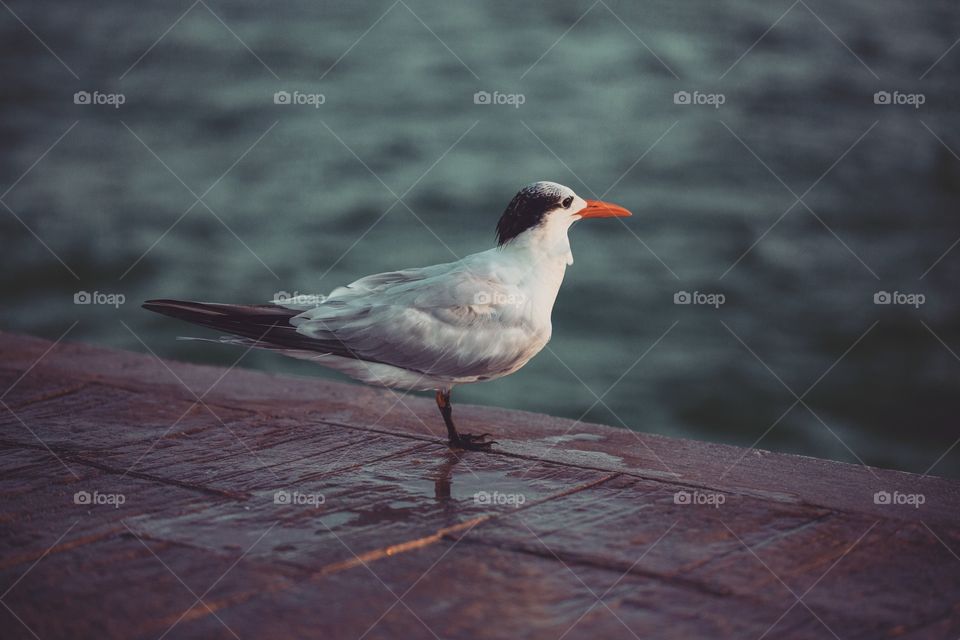 A beautiful bird on a dock
