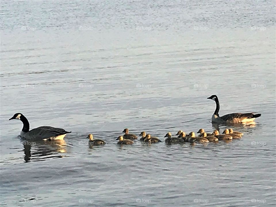 Large goose family