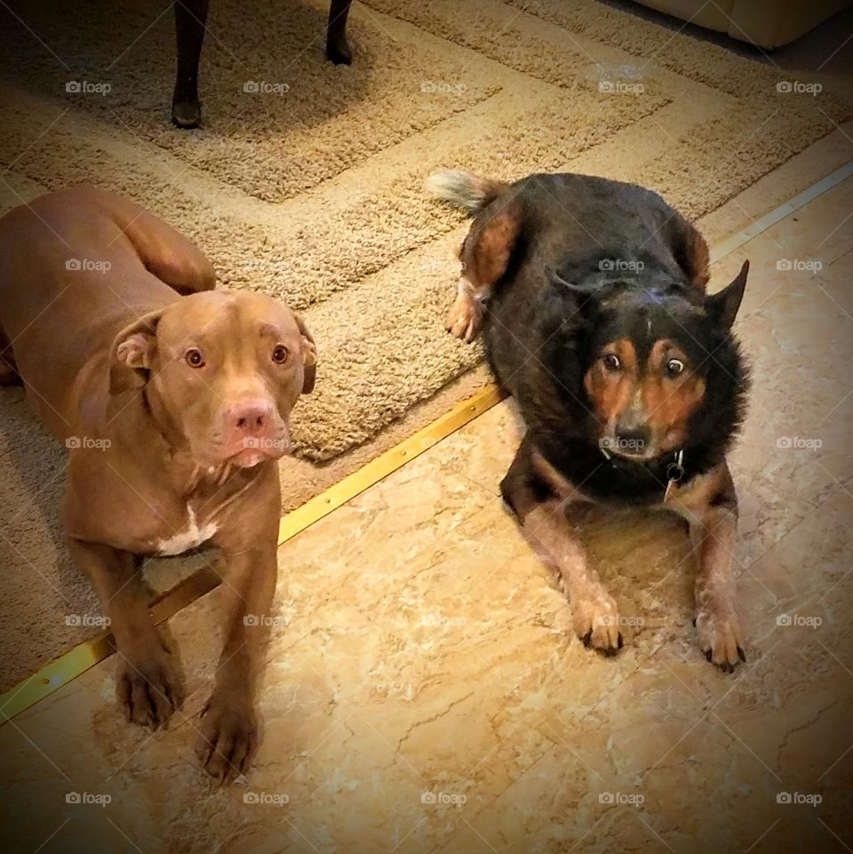 Wait for that cookie Bro!