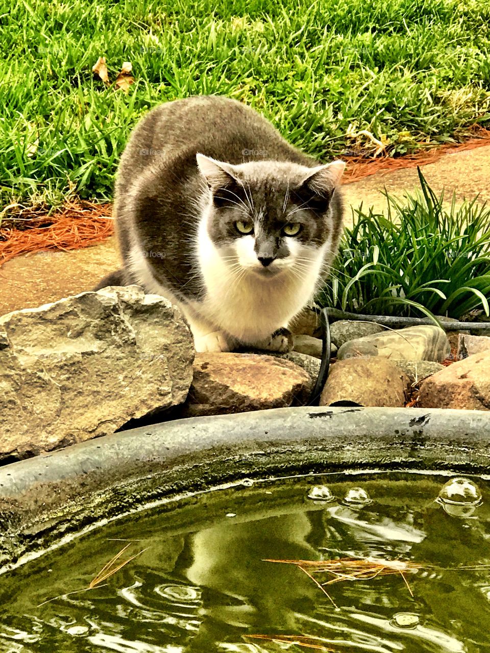 Cute little kitty by the pond. 