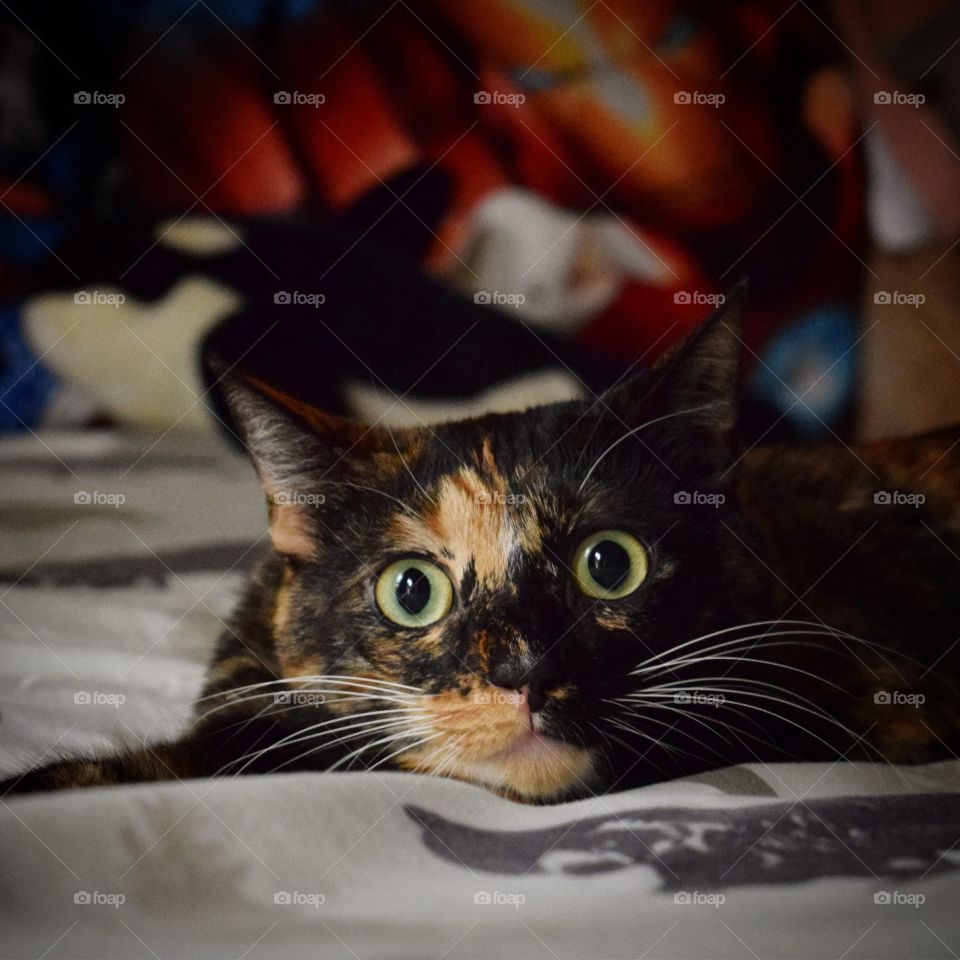 1....2....3..... POUNCE! Silly Itty Bit is always helping make the bed, just so she can make a little area where she can pounce!