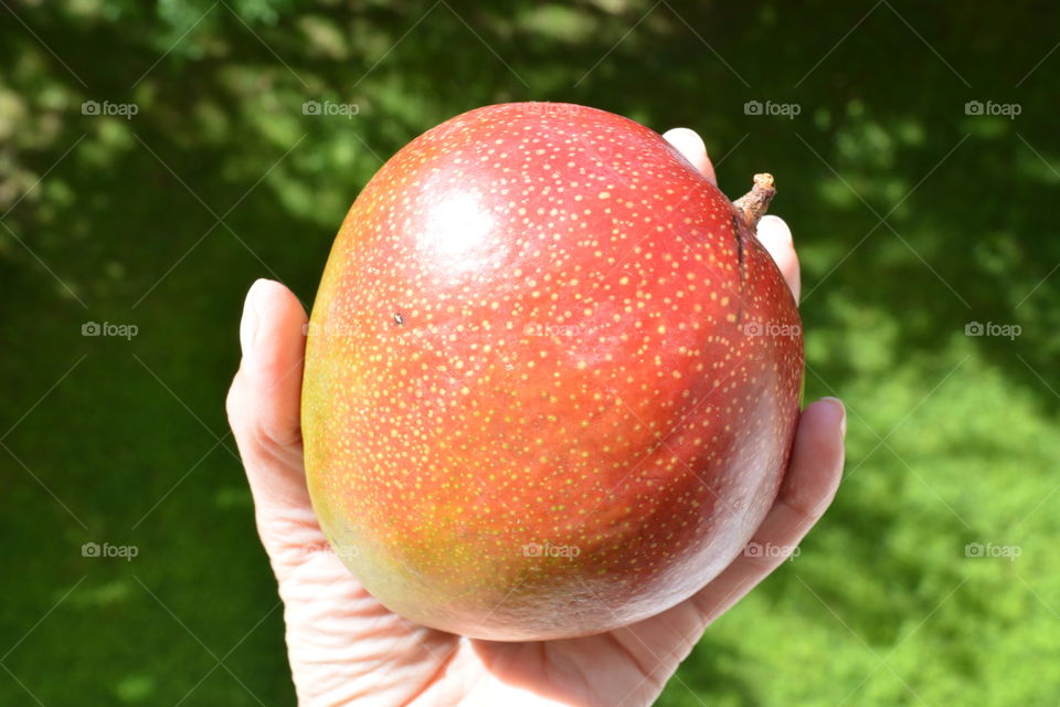 fresh mango fruit green summer background