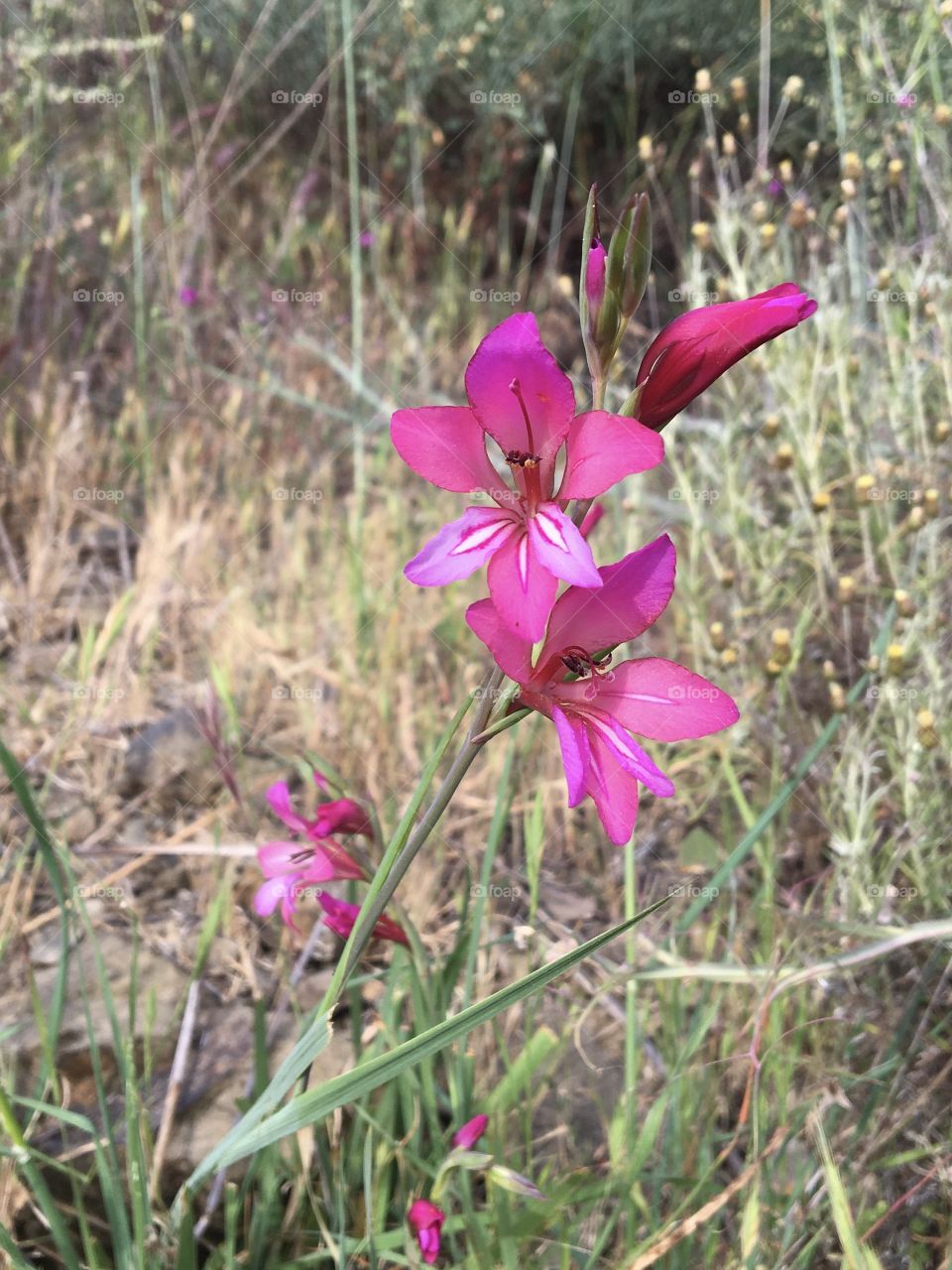 Wild lily with fine patterns