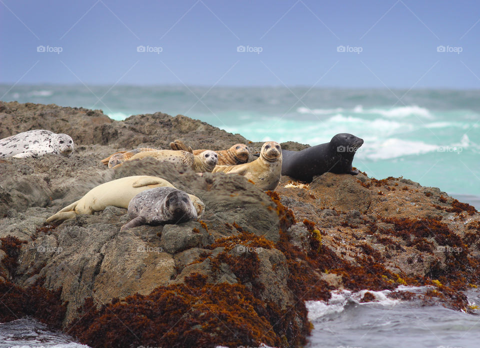 Harbor Seals Sunning Themselves on Rocks by the Pacific Ocean.