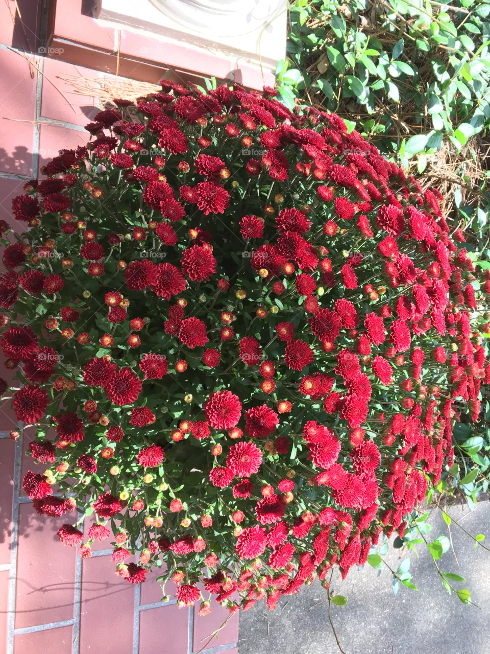 Red mums