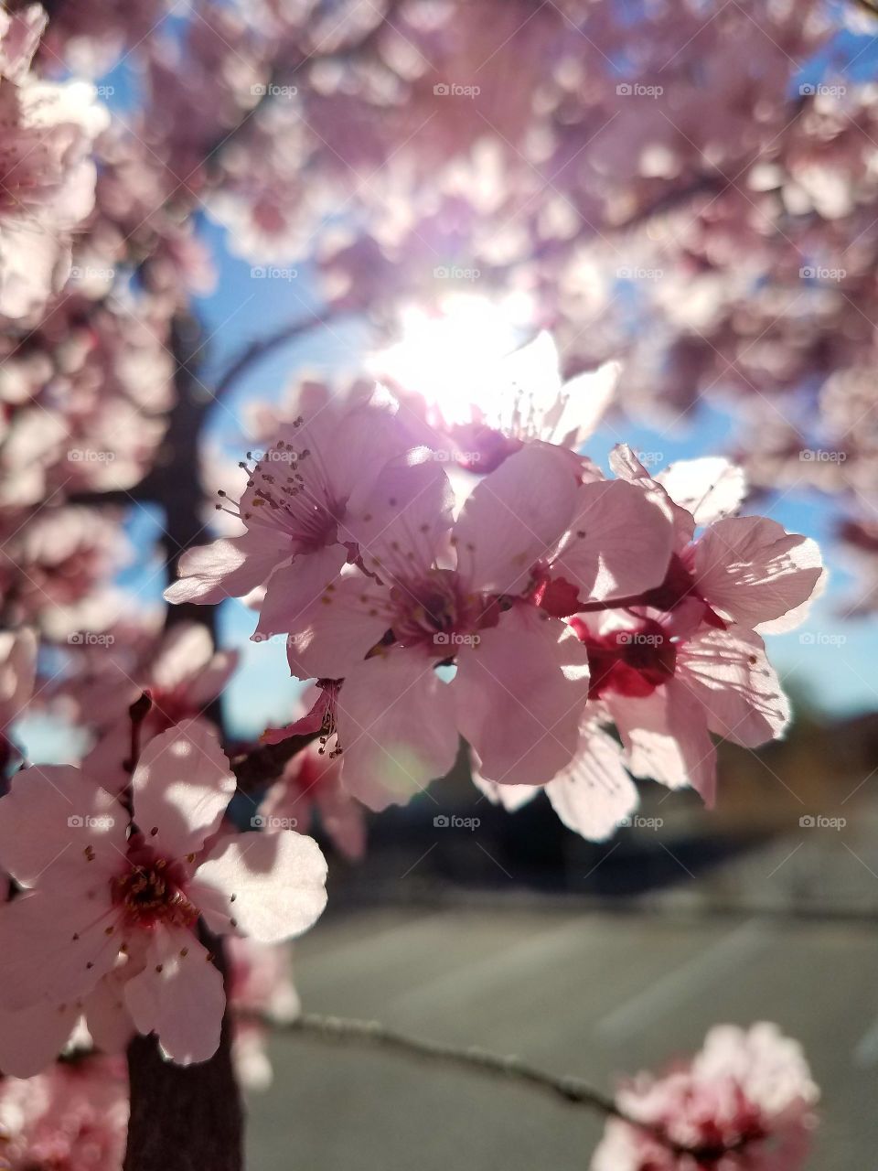 cherry blossoms