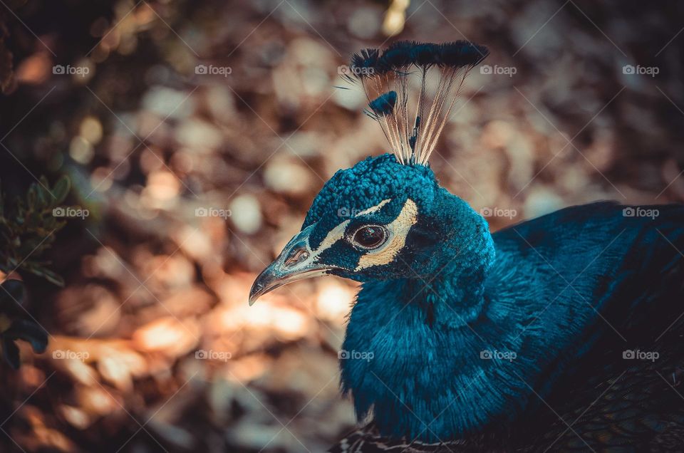 Close-up of a peacock head