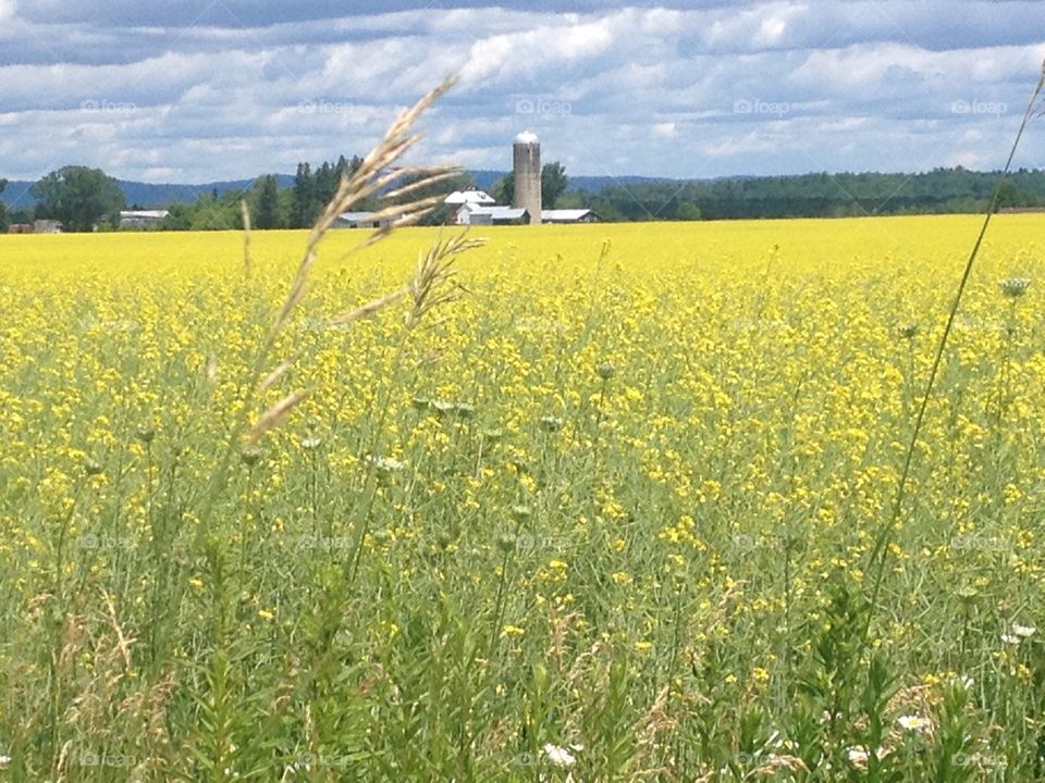 Canola field early summer 