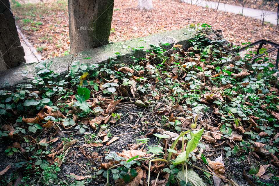 Grass and leaves in Autumn