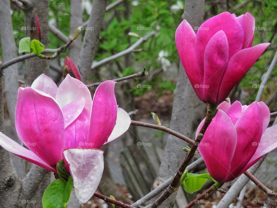 Magnolia 