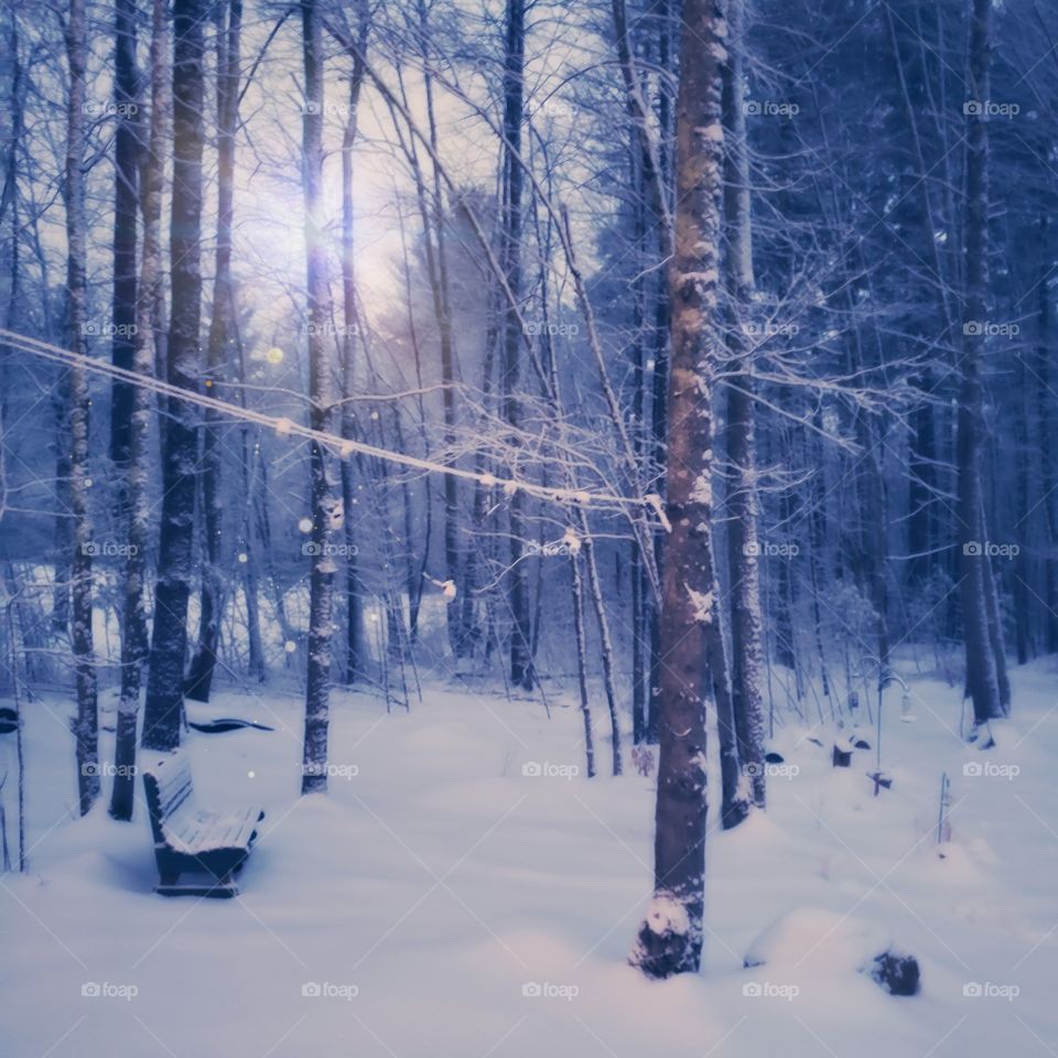 Dreamy Winter Wonderland