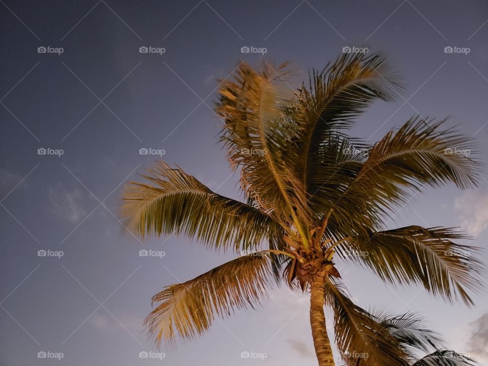 Palm Tree at Sunset in Mexico