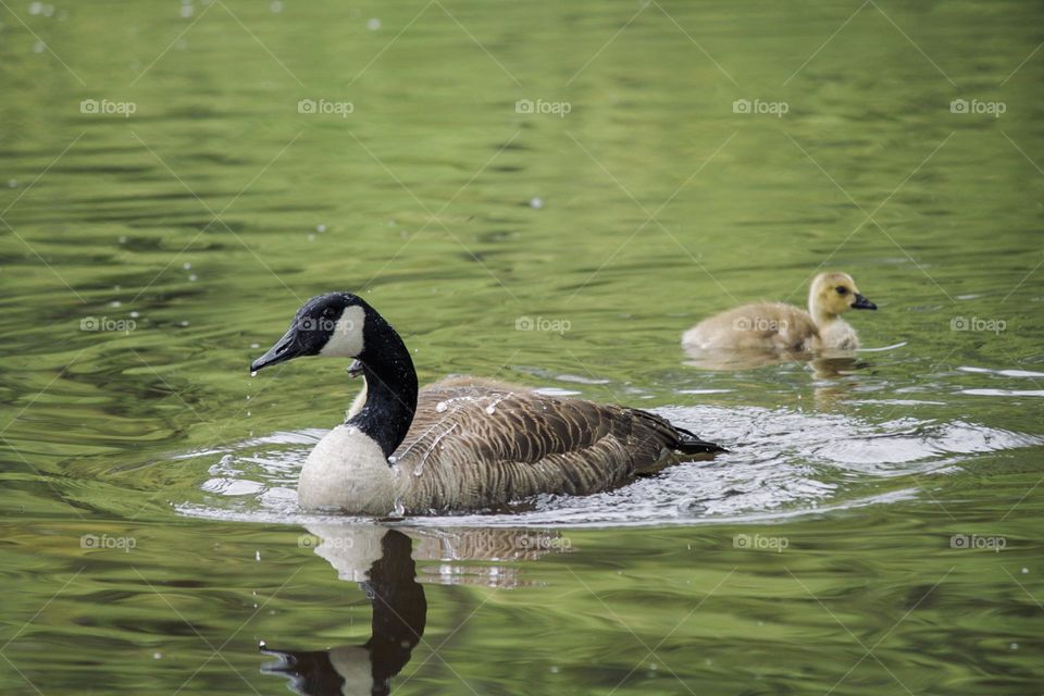 Geese family 