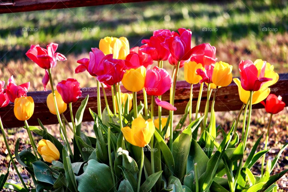 Pink Yellow Tulips