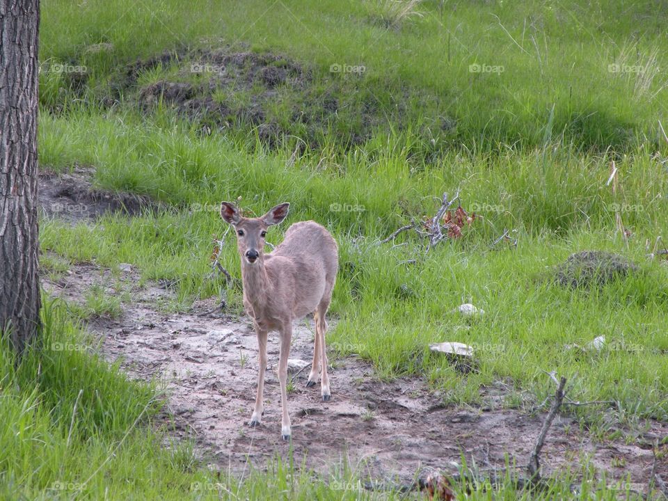 Deer Grazing. A deer in a national park