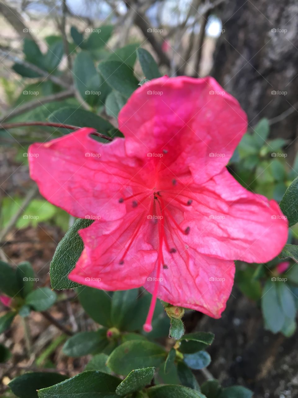 Beautiful flowers 