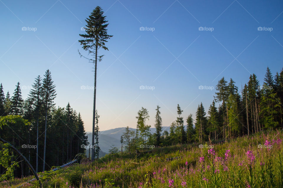 Sunset at the Carpathian. Traveling and see beautiful sunset at Carpathian mountains, West Ukraine.