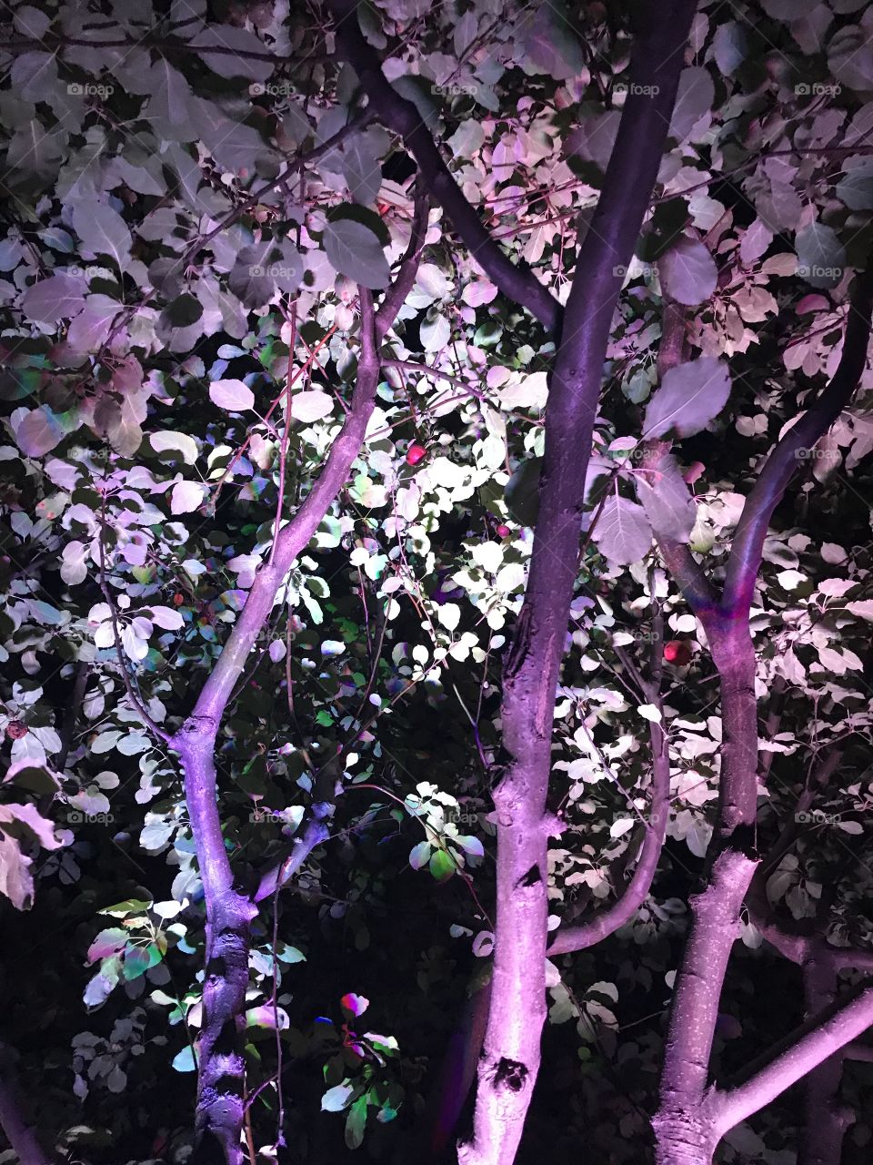 Lighting on tree 🌸