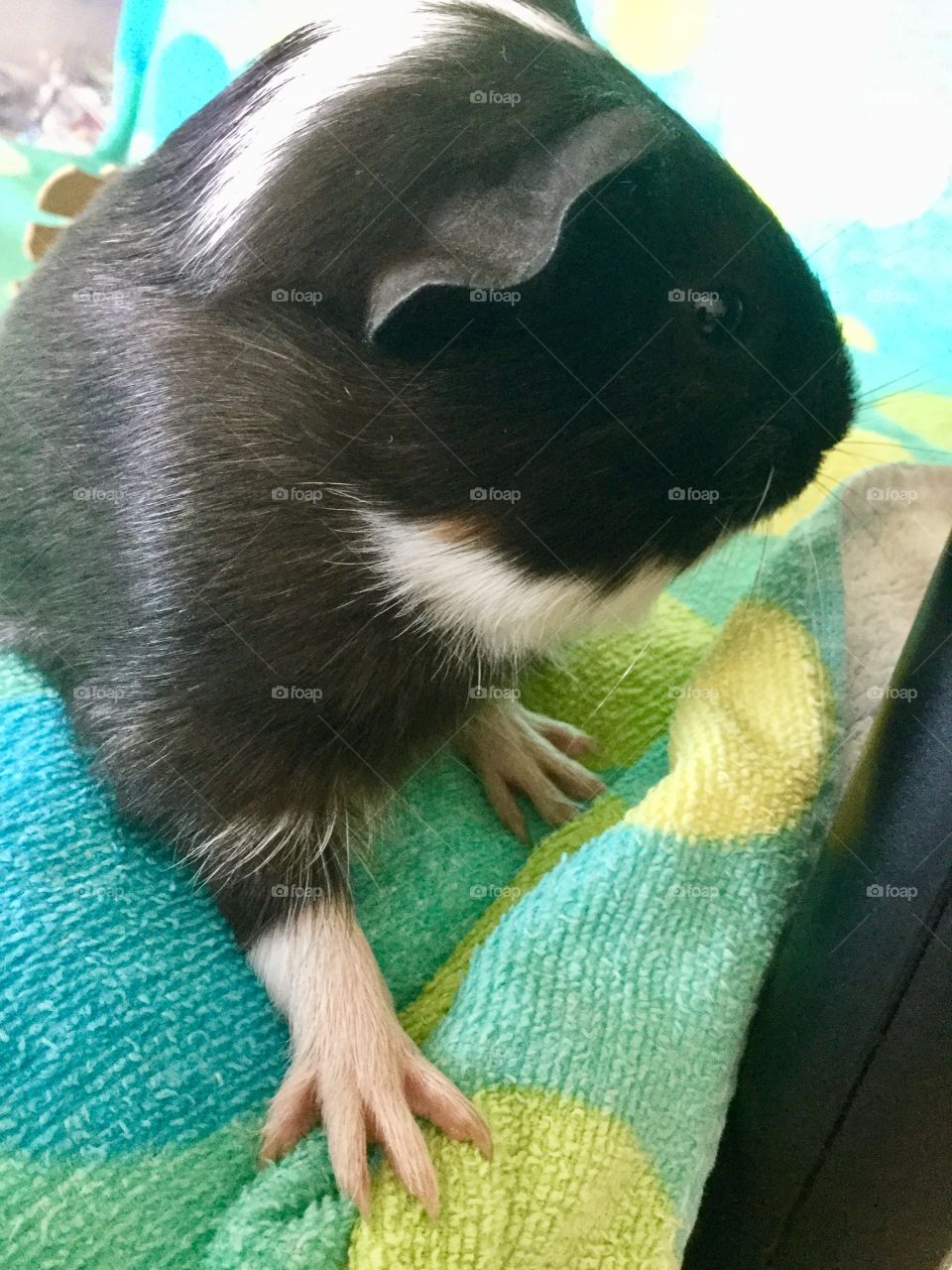 Playful. guinea pig Timmy 