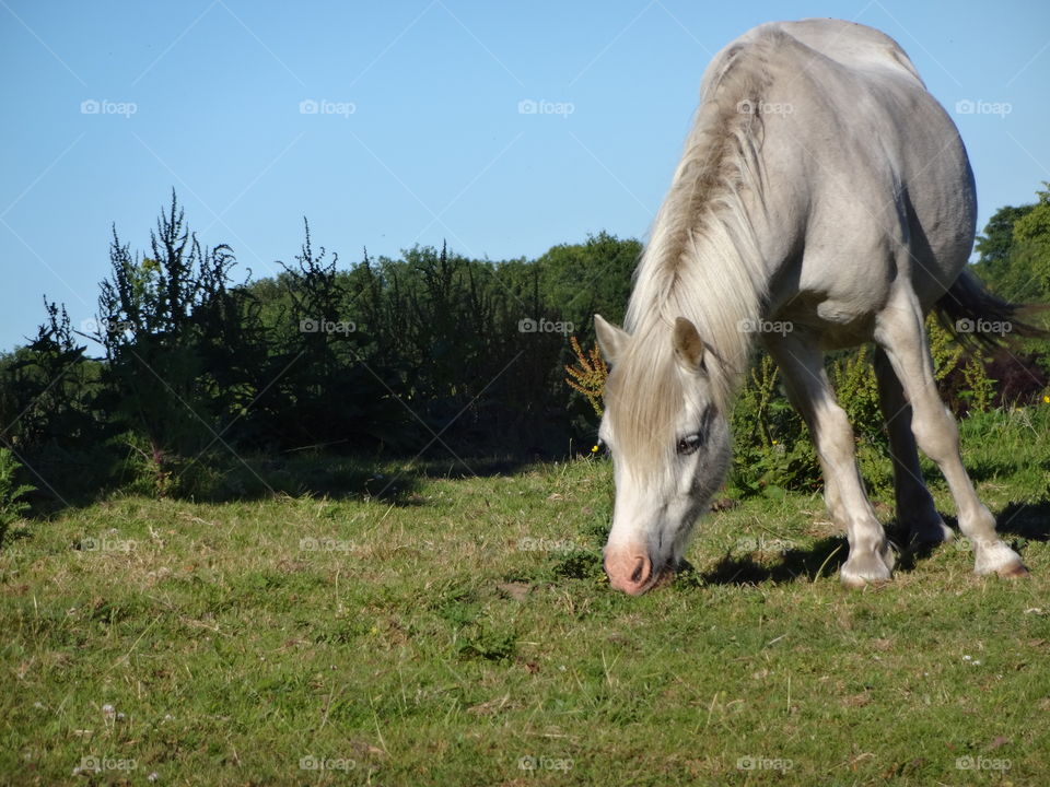 beautiful pony