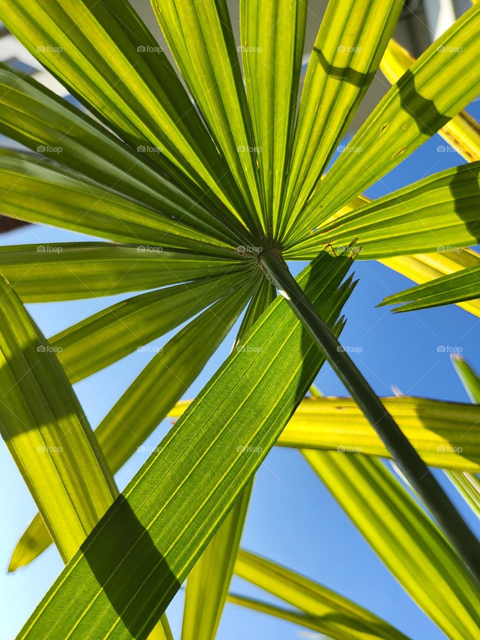 beautiful view from below