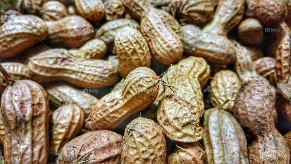 Peanuts in closeup. These are dried specimen commonly available in the marketplace.
