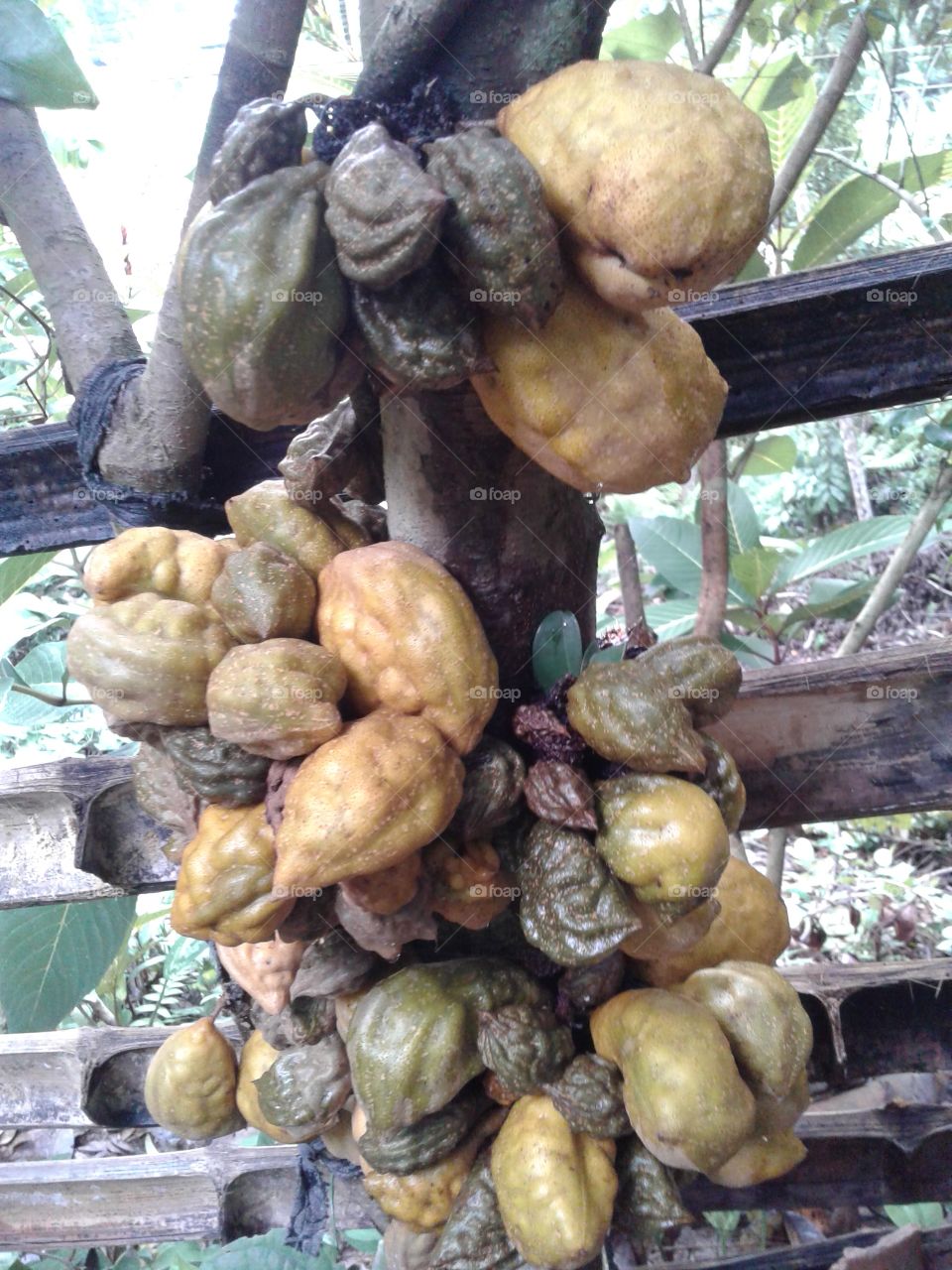 Nam_ nam(Cynometra cauliflora L.)