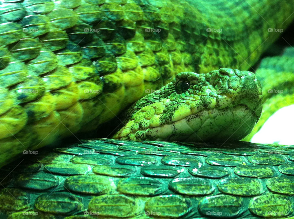 green snake dangerous by isabeltintin