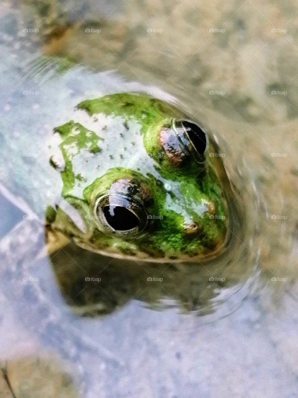 Pretty frog