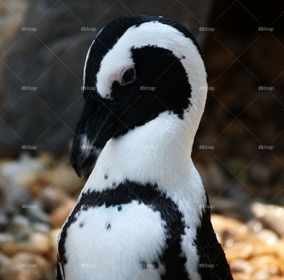Penguin closeup