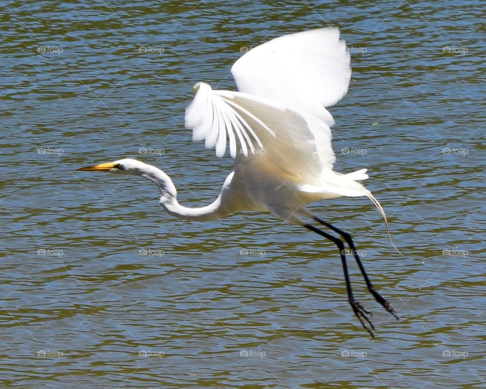 Beautiful Snowy Egret Water Bird in Flight