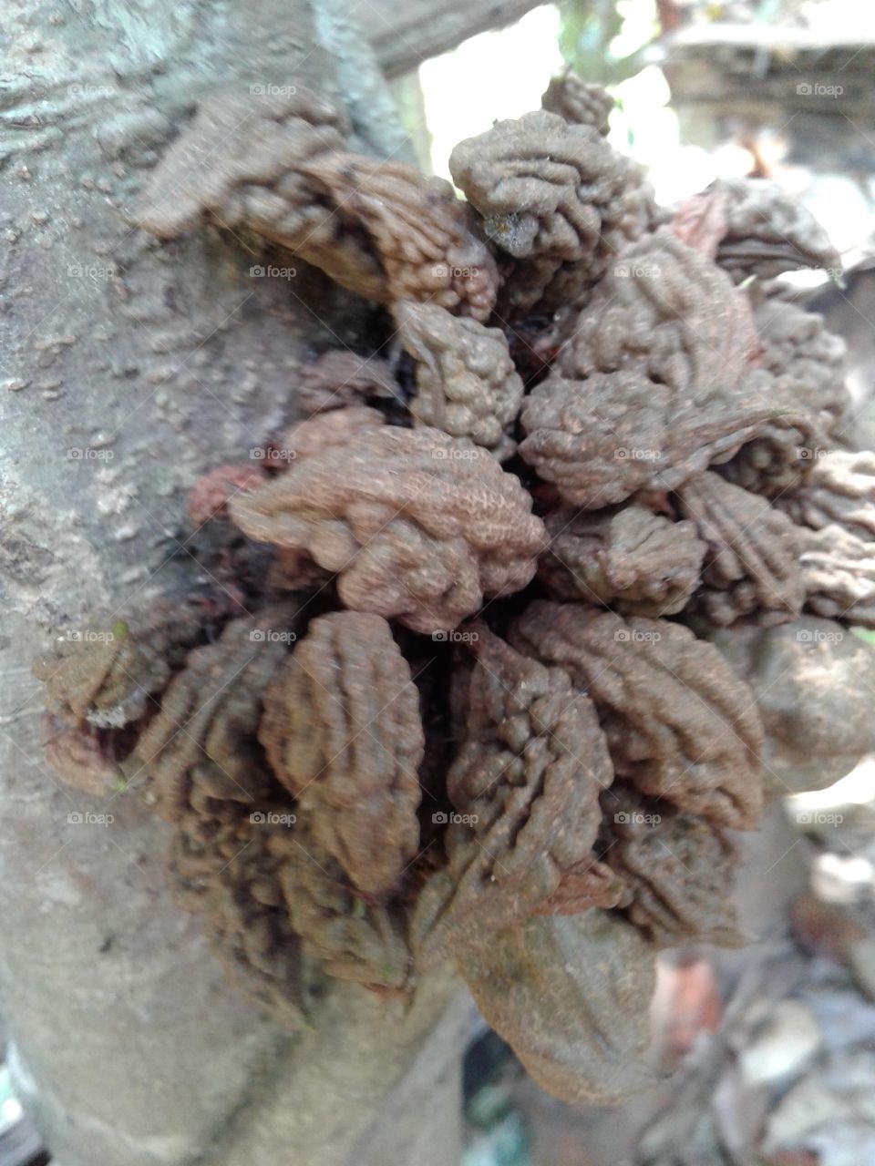 Cynommetra cauliflora L.