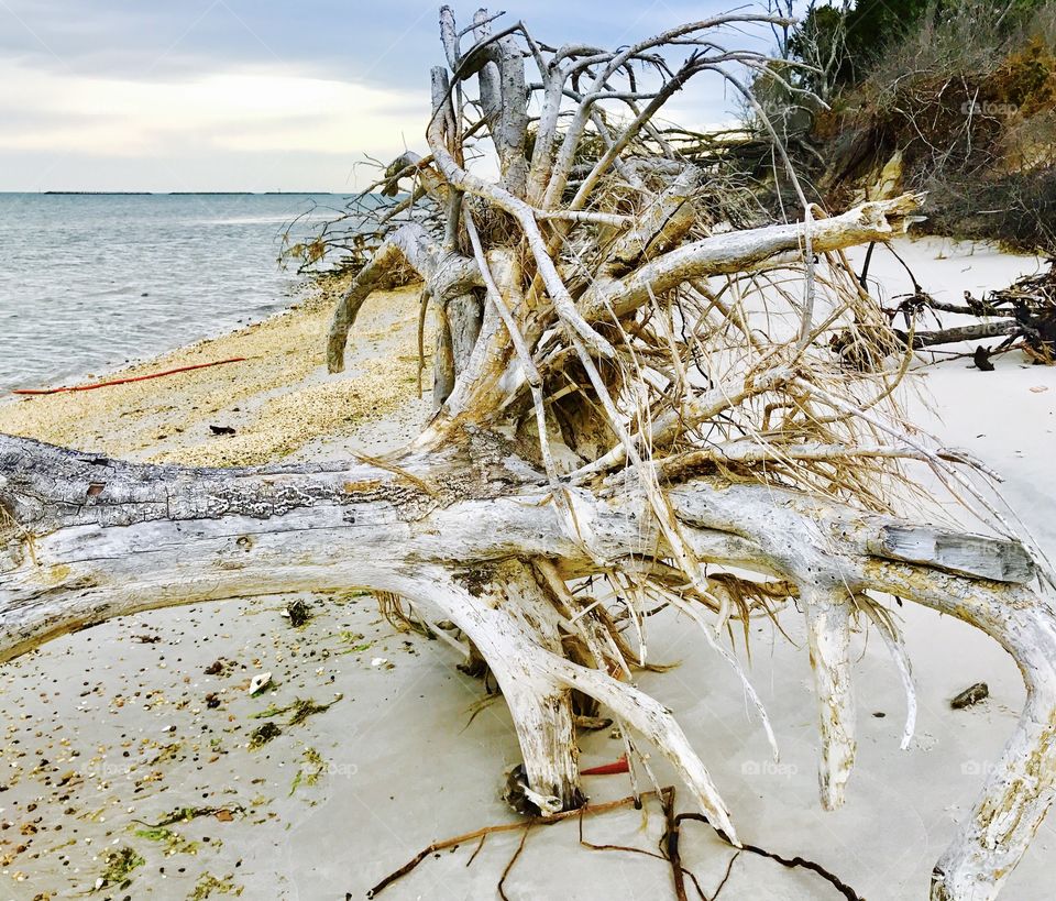 Driftwood Tree