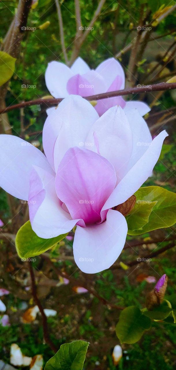 close up photograph of a flower .beauty in details.